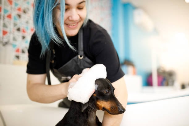 blue-haired pet care professionals grooming a dog as part of their pet services in the pet business 