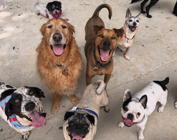 happy dogs at Pet Nanny PR pet care business software