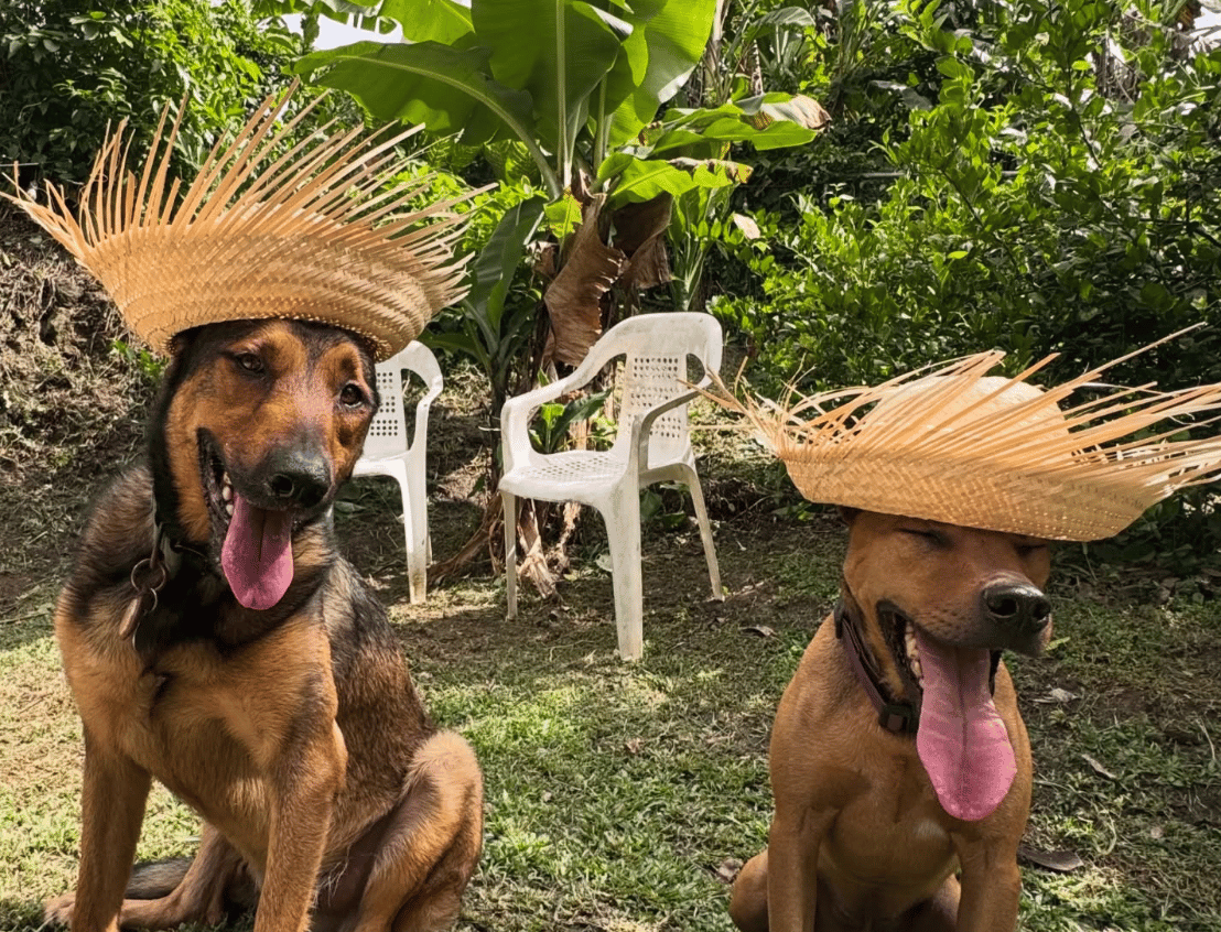 pet nanny pr dogs