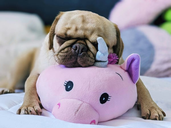 5 Thanksgiving Safety Tips for Pet Parents