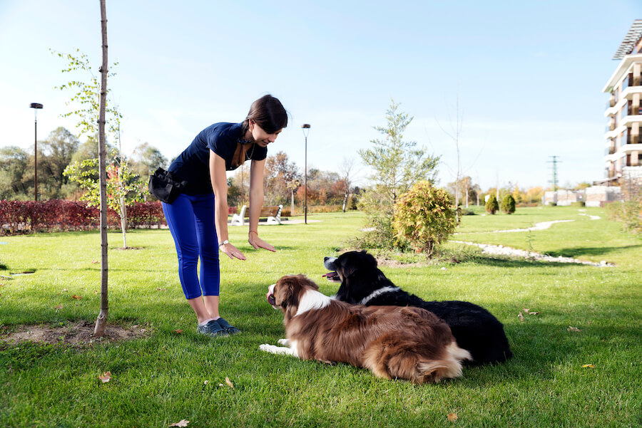 With Gingr’s dog training software, you and your staff will be more efficient.