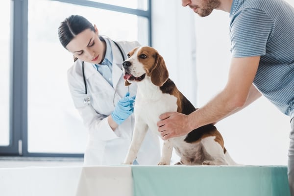 Streamlining Pet Health: The Gingr Guide to Vaccinations and Health Records