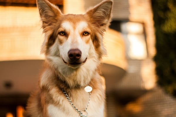 5 Thanksgiving Safety Tips for Pet Parents