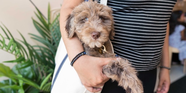 Elevate Your Pet-Care Business with Gingr's Automated Pricing Rules and Peak Dates