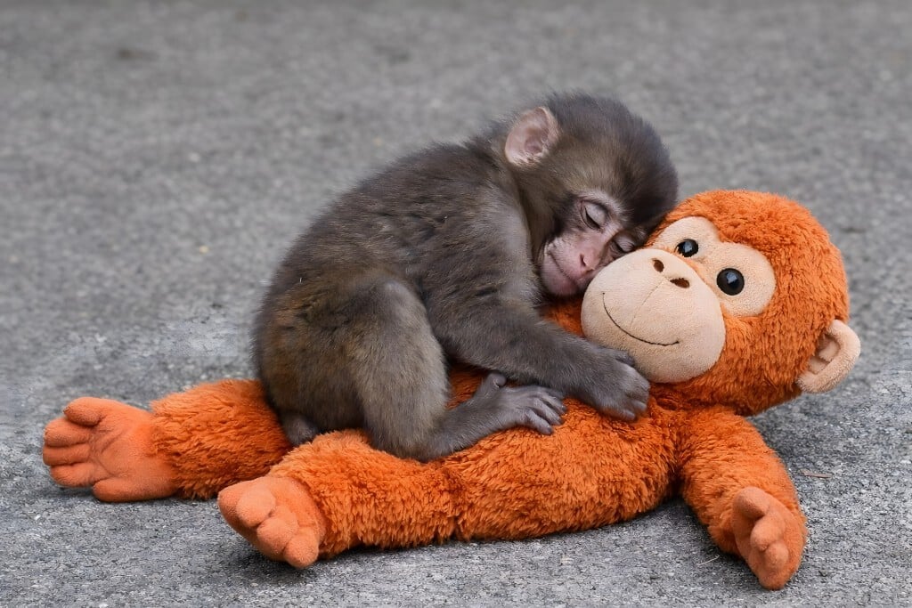 Baby Punch the monkey snuggles his plush toy
