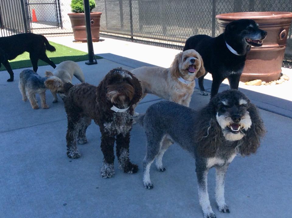 Dogs in the outdoor play yard at Williamsburg Pet Hotel, a full-service boarding facility in Missouri