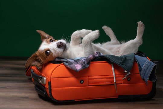 Analyzing Your Prices for Dog Boarding Services