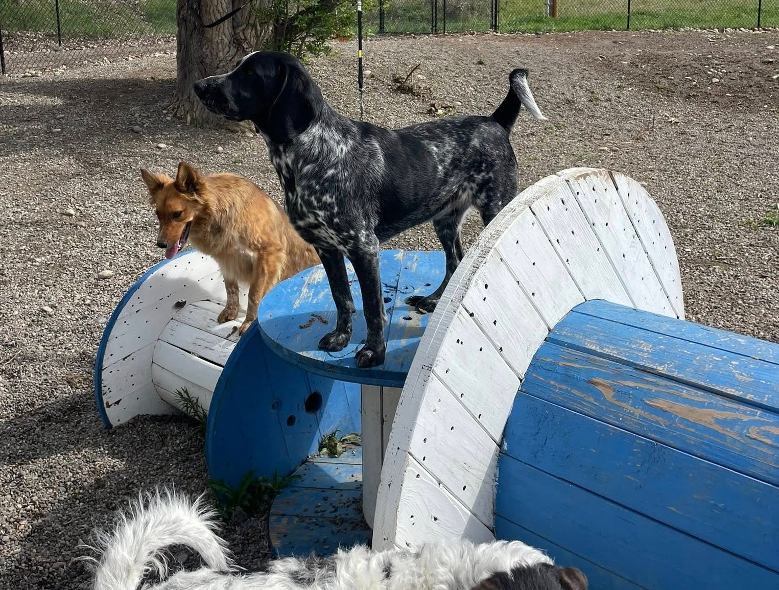 Dogbarn