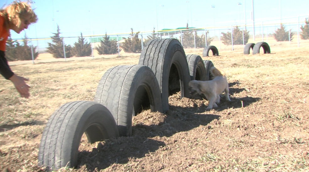 Discover do-it-yourself options for your dog daycare playground.