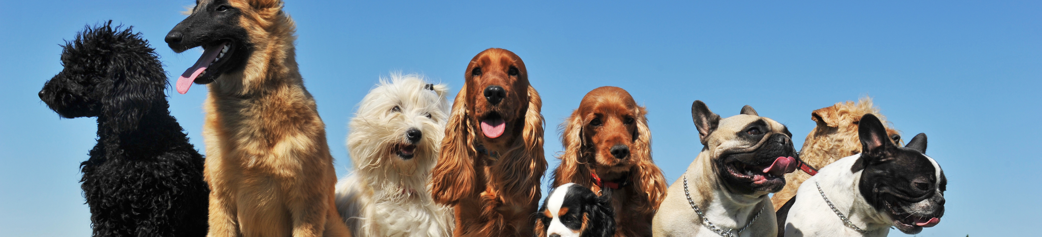 Dog Daycare Software Essentials Picking the Right Platform