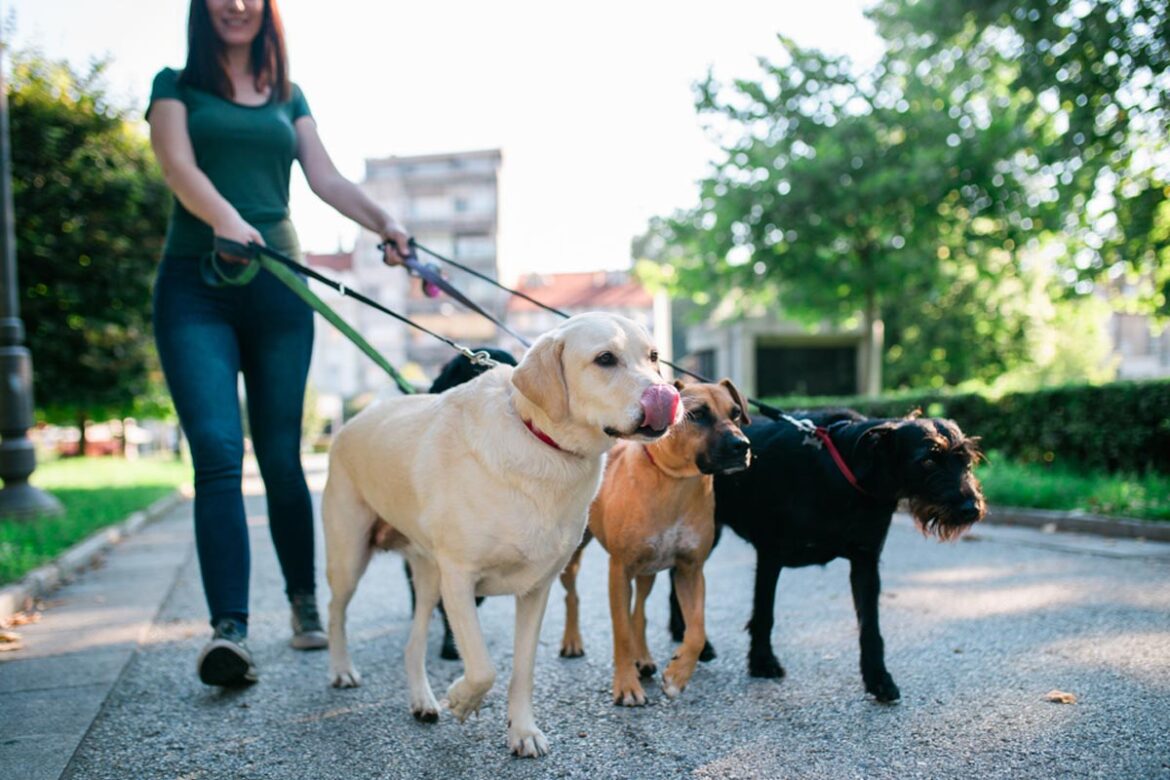 Elevate Your Pet Care Business with Gingr's Automated Pricing Rules and Peak Dates