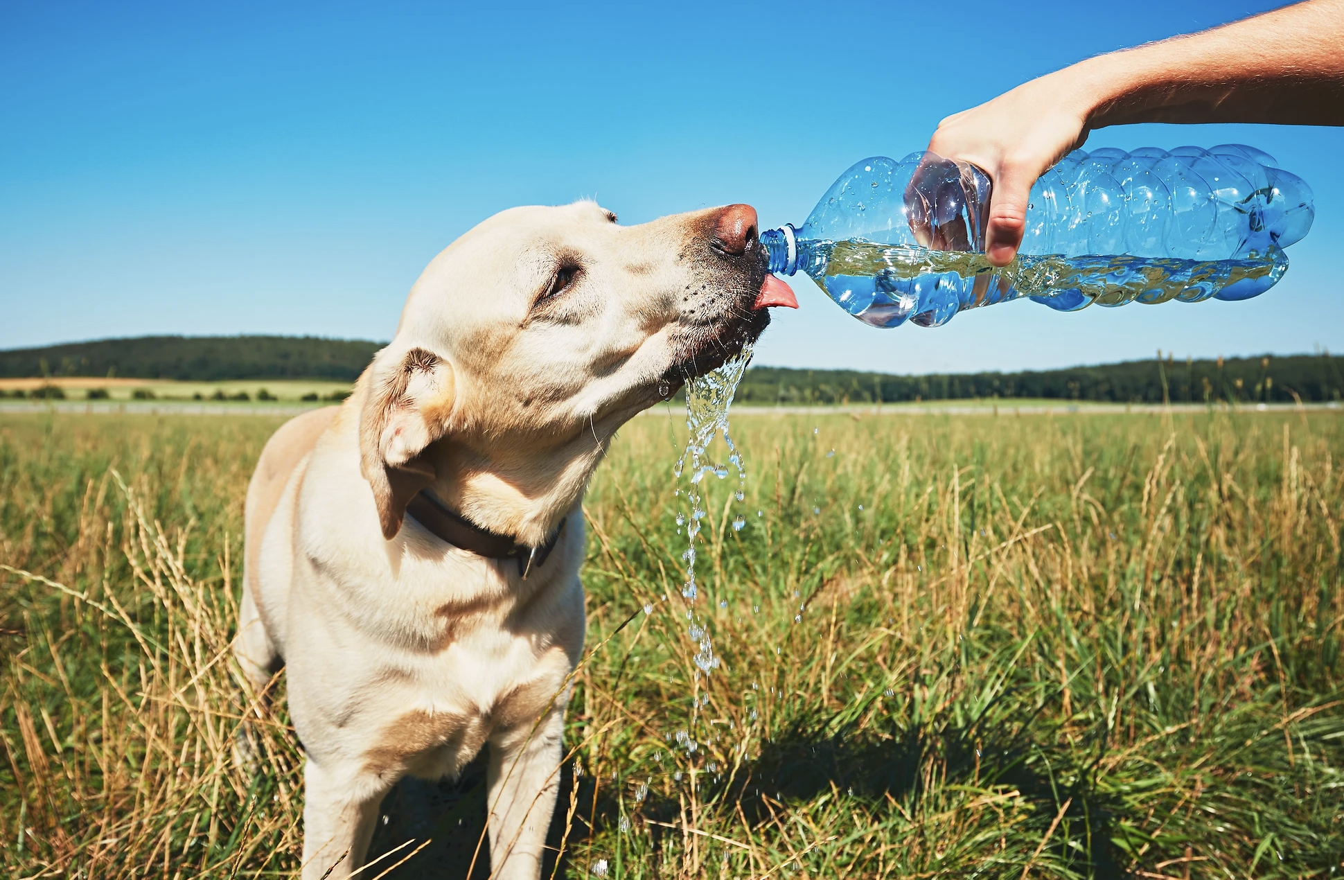 Quiz: Is Your Pet-Care Business Ready For the Summer Rush? 