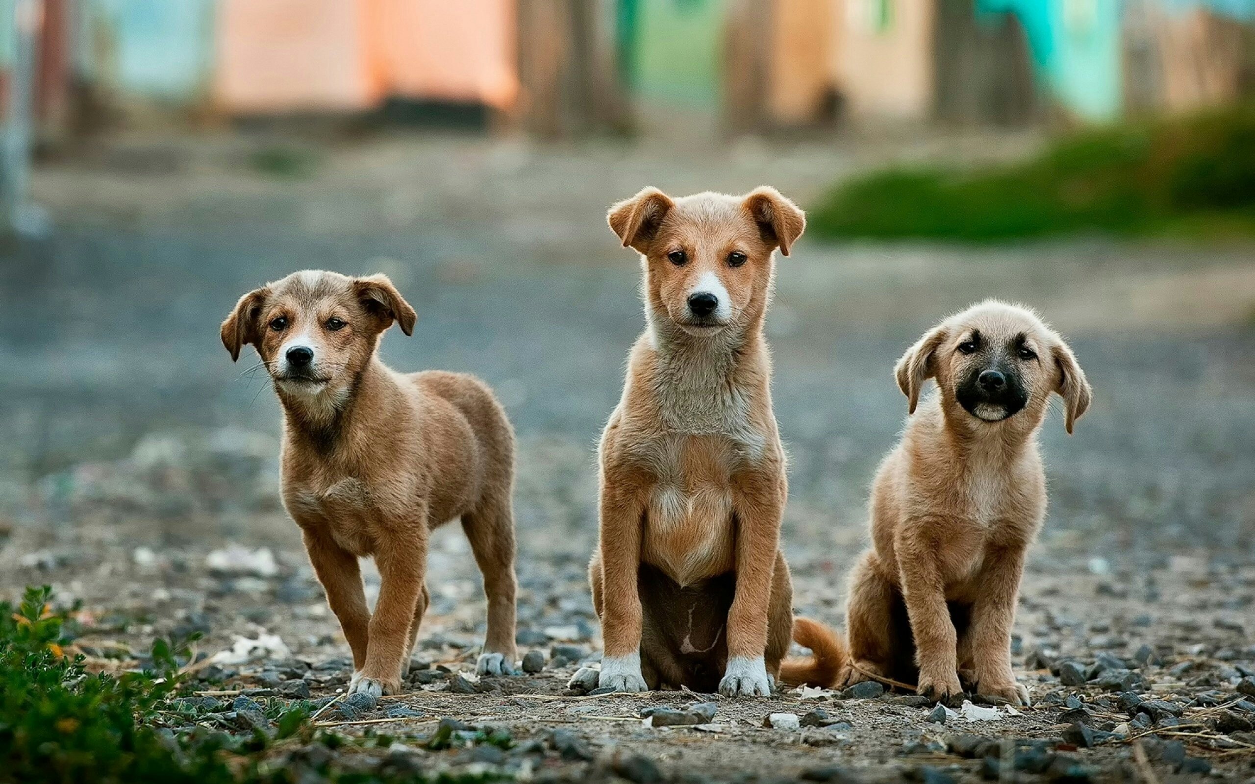 Dog Daycare Business Start-up Costs: What You Need to Know