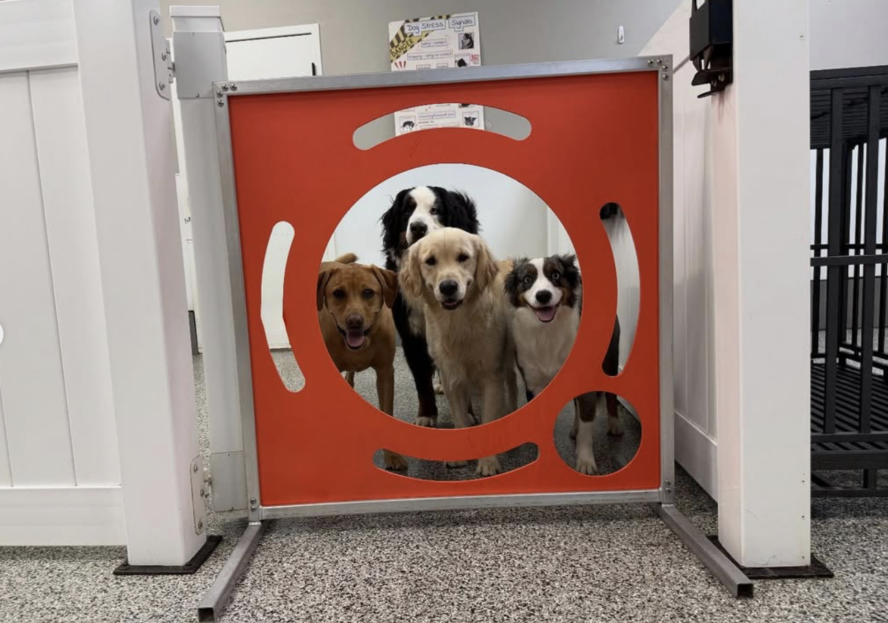 dogs peeking through a gate at Barklandia's pet-care business