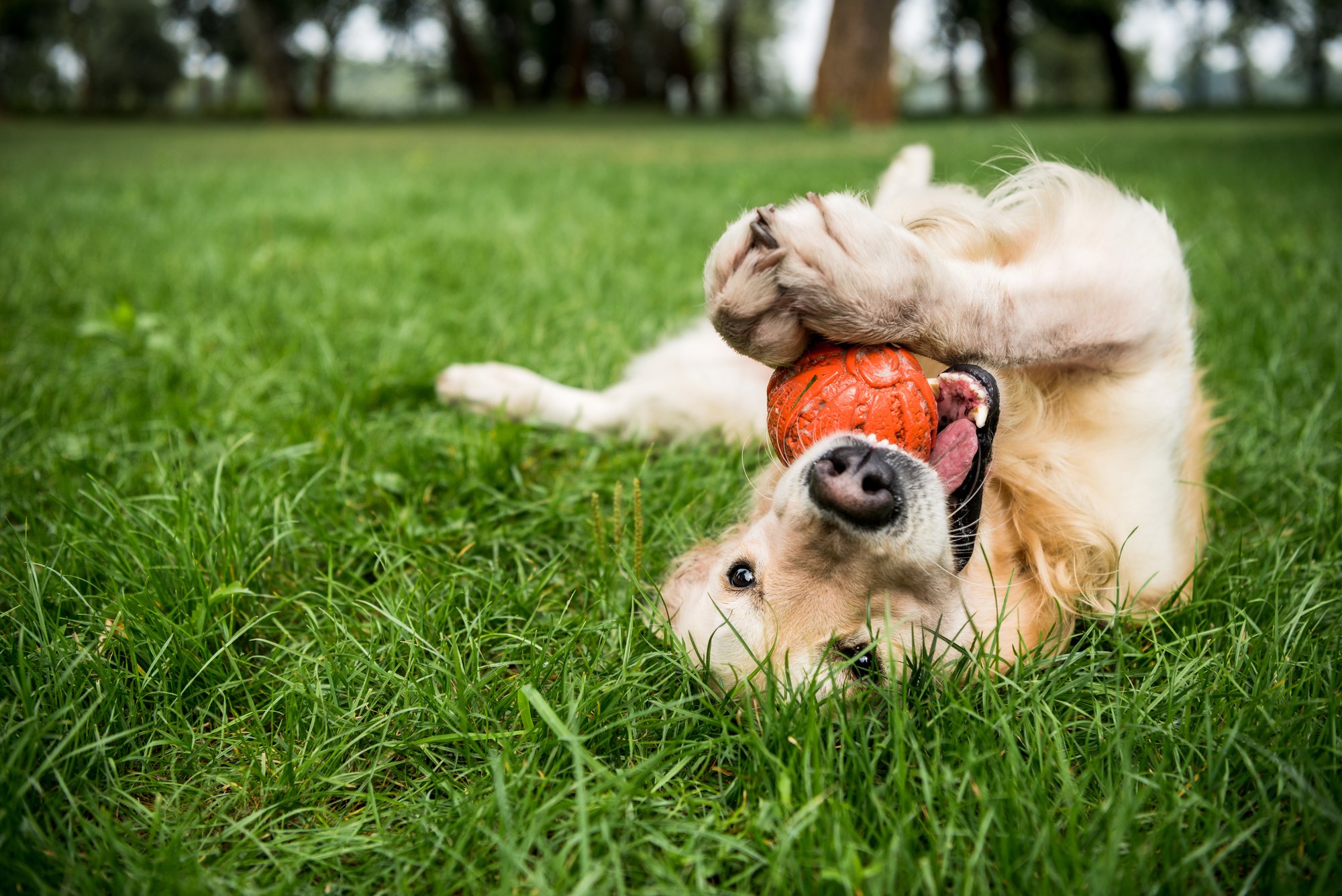 Make Your Doggy Daycare Fun With These 7 Engaging Ideas!