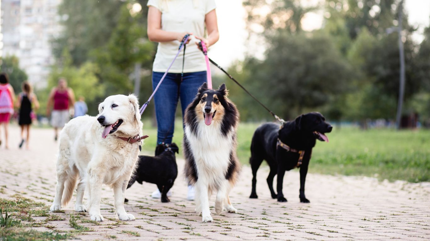 Quiz: Are You a Successful Pet-Care Entrepreneur ?