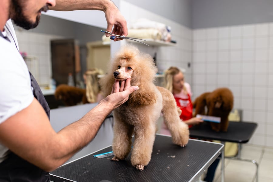 pet grooming training