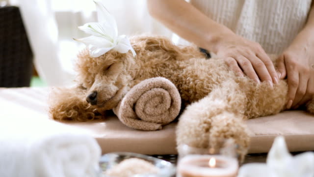offering aromatherapy can enhance your clients' experience and provide additional health and emotional benefits for their furry companions. Here’s how you can incorporate this soothing practice into your services.