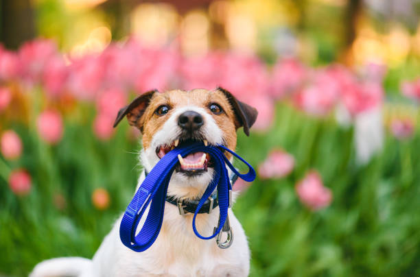 dog with spring tulips holding leash in mouth