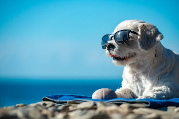 A dog lays on a beach