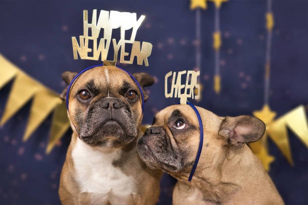 Preparing Your Pet Business for the New Year: Goals and Resolutions