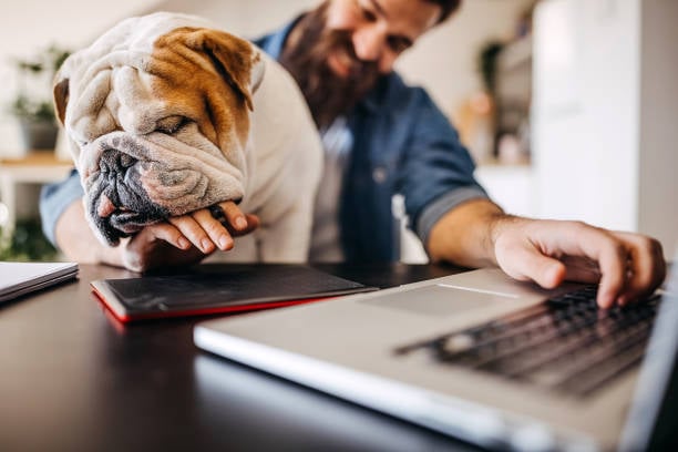 Gingr subscriptions help boost loyalty and revenue