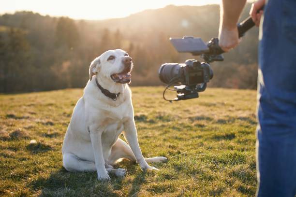 Leverage the Power of Video Marketing for Your Pet-Care Business