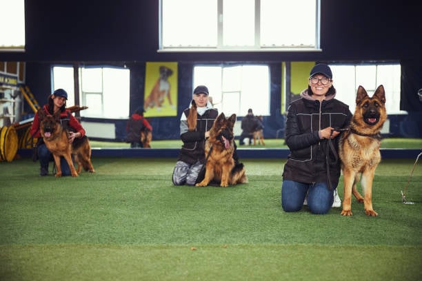 three dog trainers posing with german shepherd in a pet-care facility