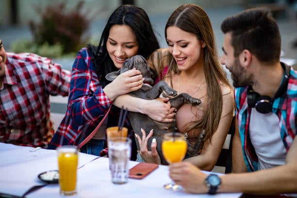 pet parents hanging out with pups at a dog bar