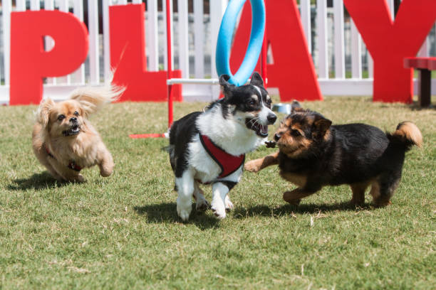 Unleashing the Potential of Dog Daycare