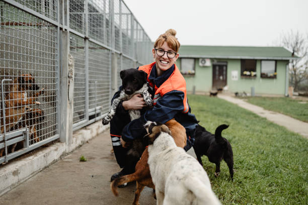 busy manager juggling a lot dog walking business, pet sitters, business structure, dog walking service, pet industry 