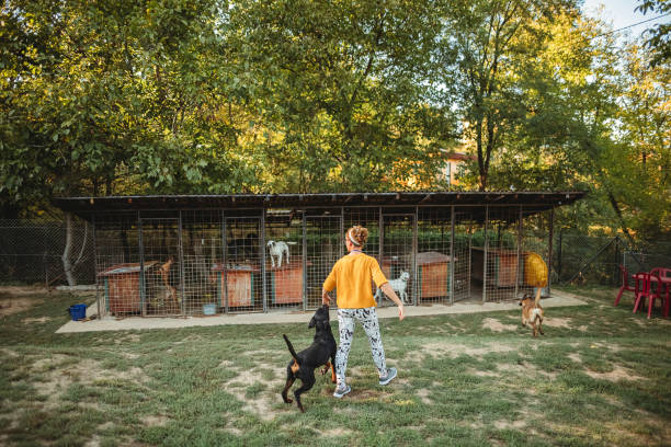 busy dog kennel owner outside with pups