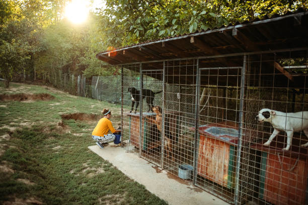 dog kennel owner tending to the pups in her care