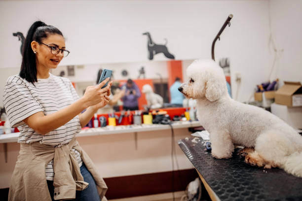 A groomer takes a photo of a dog as it sits on a grooming table