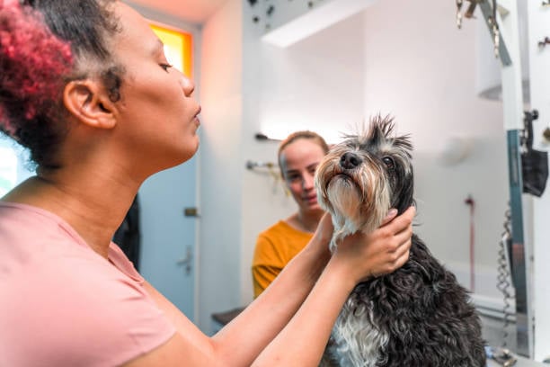 pet parent saying goodbye to dog for the day