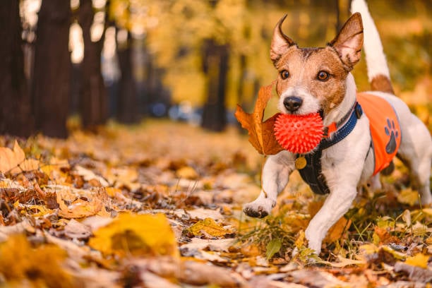 dog playing with ball in autumn leaves