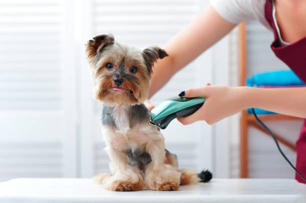 groomer professional giving a luxury cut to a small dog with a pair of clippers