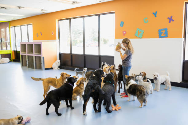 The Different Types of Dog Daycare Services and How Software Can Help