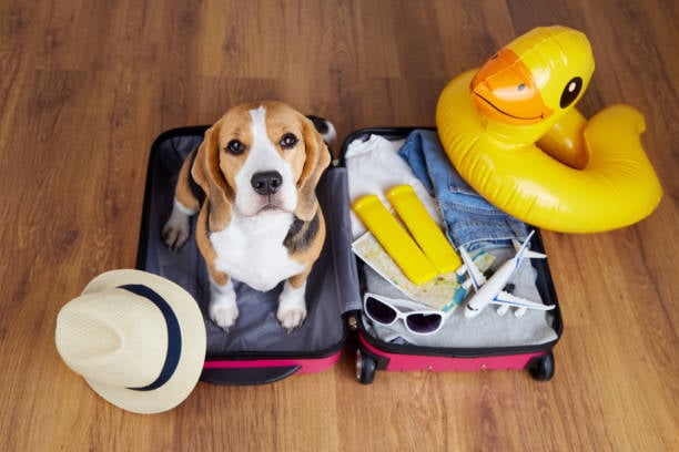 sad dog waiting in suitcase in need of dog daycare enrichment activities