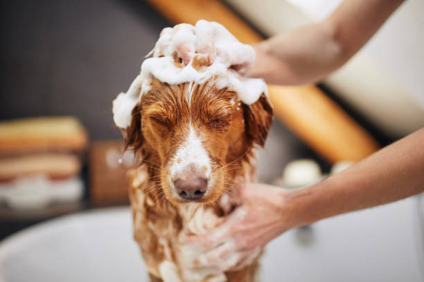 The Role of Dog Grooming in Pet Care