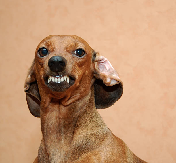 Understanding Canine Body Language for Pet-Care Professionals