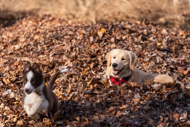 two dogs playing in a leaf pile having fall fun