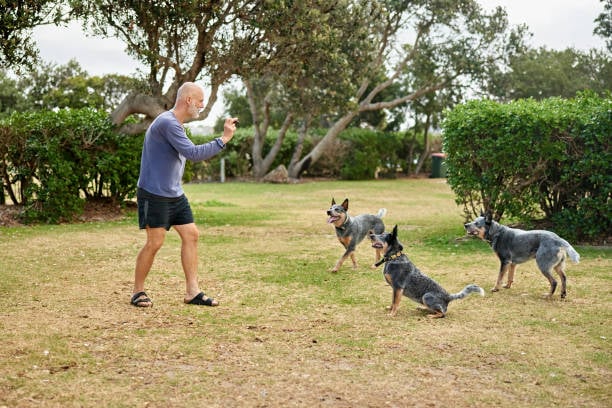 pet-care business owner playing with blue heelers outside
