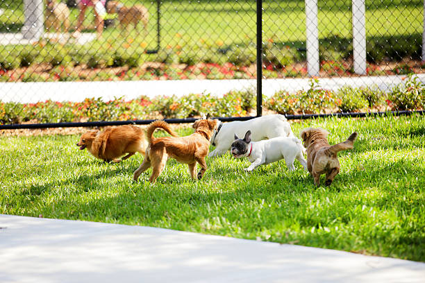 Navigating Noise Control in Dog Parks