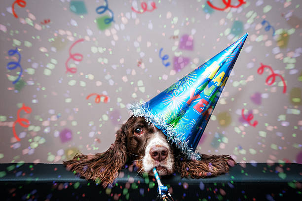 Countdown to Safety: Keeping Your Pets Secure on New Year's Eve