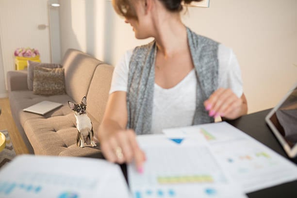 pet business owner tracking data while small dog looks on