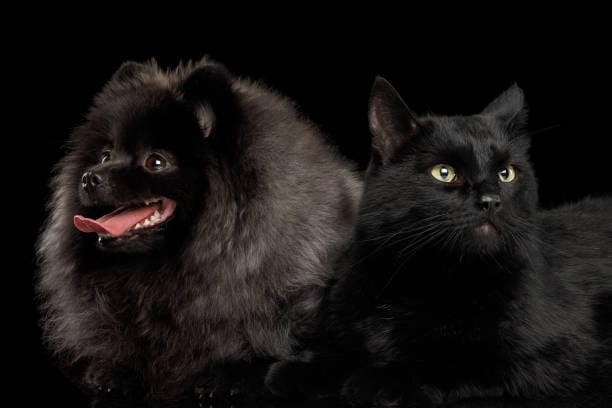 black dog and black cat