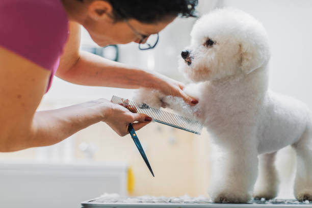 A groomer grooms a bichon frise dog