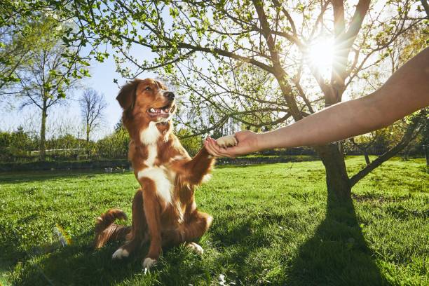 As our businesses continue to grow, so do the opportunities to enhance our services and meet the evolving needs of our clientele. One such opportunity is the expansion of our service offerings to include dog training. This step not only has the potential to increase your business profitability, but also to dramatically enrich the lives of the pets in your care. Here's how you can take the leap and incorporate dog training into your daycare services.