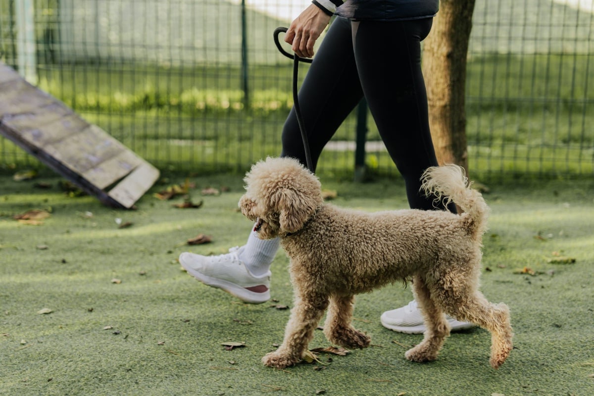 A dog working on-leash with its handler in a fenced training yard
